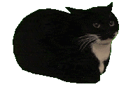spinning cat